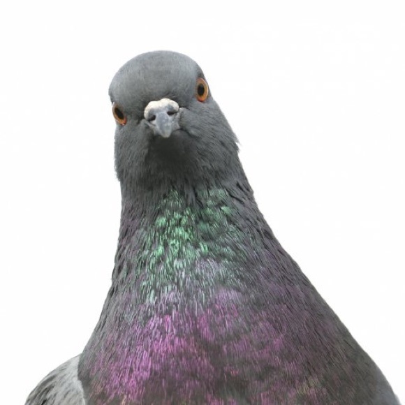 Meet your Posher, Lisa - Picture 1 of 2